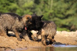 comme-chiens-et-loups-elevage-de-berger-allemand0251