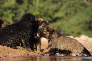 comme-chiens-et-loups-elevage-de-berger-allemand0253