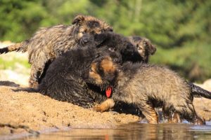 comme-chiens-et-loups-elevage-de-berger-allemand0254