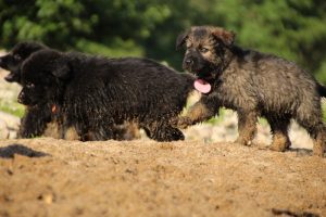 comme-chiens-et-loups-elevage-de-berger-allemand0256