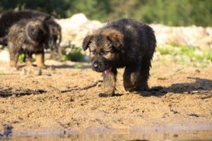 comme-chiens-et-loups-elevage-de-berger-allemand0258