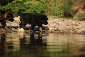 comme-chiens-et-loups-elevage-de-berger-allemand0262