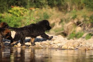 comme-chiens-et-loups-elevage-de-berger-allemand0263