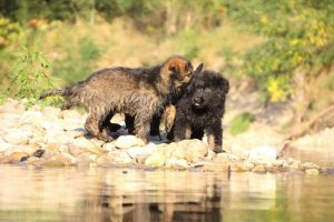 comme-chiens-et-loups-elevage-de-berger-allemand0265