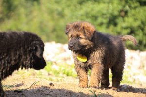 comme-chiens-et-loups-elevage-de-berger-allemand0270