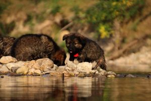 comme-chiens-et-loups-elevage-de-berger-allemand0274