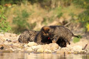 comme-chiens-et-loups-elevage-de-berger-allemand0275