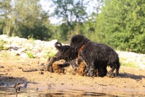 comme-chiens-et-loups-elevage-de-berger-allemand0280