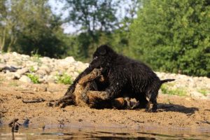 comme-chiens-et-loups-elevage-de-berger-allemand0281