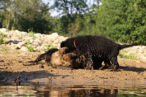 comme-chiens-et-loups-elevage-de-berger-allemand0282