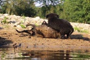 comme-chiens-et-loups-elevage-de-berger-allemand0283