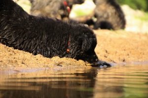 comme-chiens-et-loups-elevage-de-berger-allemand0284