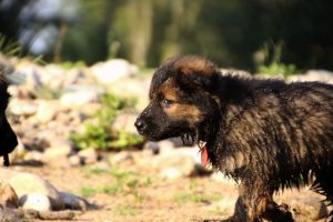 comme-chiens-et-loups-elevage-de-berger-allemand0285