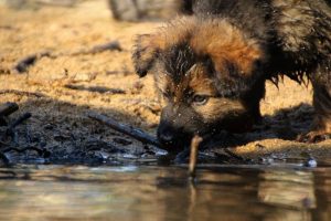 comme-chiens-et-loups-elevage-de-berger-allemand0286