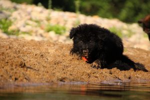 comme-chiens-et-loups-elevage-de-berger-allemand0287