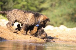 comme-chiens-et-loups-elevage-de-berger-allemand0289