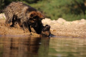 comme-chiens-et-loups-elevage-de-berger-allemand0290