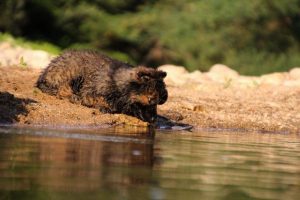 comme-chiens-et-loups-elevage-de-berger-allemand0291