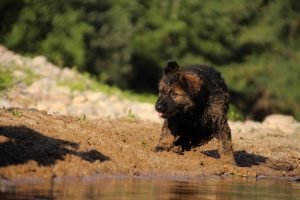 comme-chiens-et-loups-elevage-de-berger-allemand0292