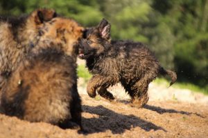 comme-chiens-et-loups-elevage-de-berger-allemand0293