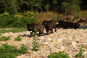 comme-chiens-et-loups-elevage-de-berger-allemand0295