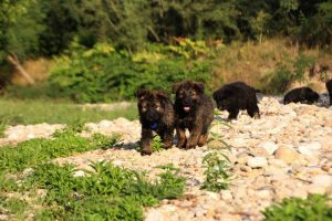 comme-chiens-et-loups-elevage-de-berger-allemand0296