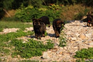 comme-chiens-et-loups-elevage-de-berger-allemand0297