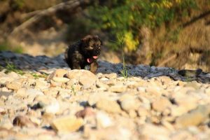 comme-chiens-et-loups-elevage-de-berger-allemand0300