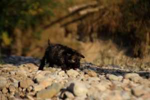 comme-chiens-et-loups-elevage-de-berger-allemand0301