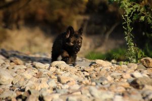 comme-chiens-et-loups-elevage-de-berger-allemand0302