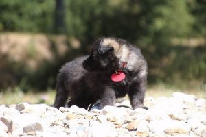 comme-chiens-et-loups0005