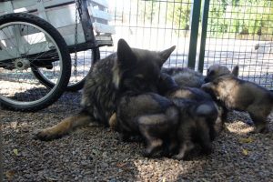 comme-chiens-et-loups0006