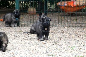 comme chiens et loups0015