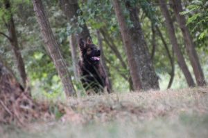 comme chiens et loups0019