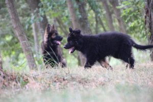 comme chiens et loups0020