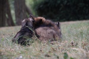 comme chiens et loups0021