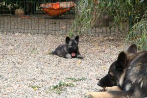 comme chiens et loups0023