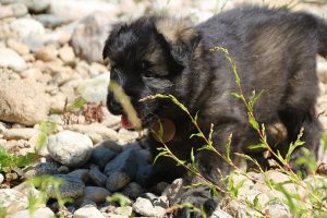 comme-chiens-et-loups0034