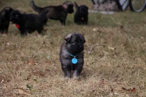 comme chiens et loups0040