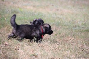 comme chiens et loups0049