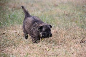 comme chiens et loups0067