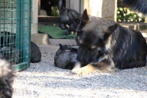 comme-chiens-et-loups0080