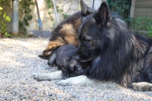 comme-chiens-et-loups0087