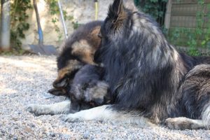 comme-chiens-et-loups0088