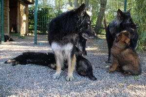 comme-chiens-et-loups0097