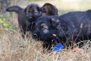 comme chiens et loups0152
