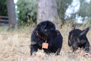 comme chiens et loups0159