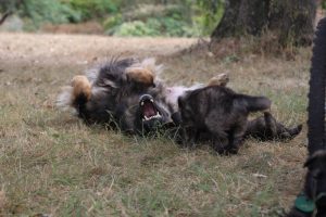 comme chiens et loups0159