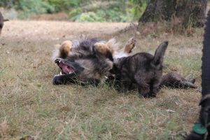 comme chiens et loups0160