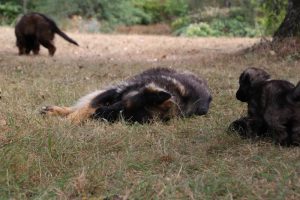 comme chiens et loups0161